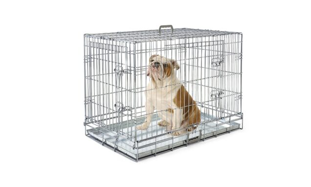 Box Cane 104 - Image 1