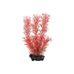 Tetra biljka Red Foxtail - Image 2