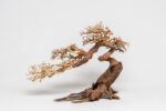 PH 057 Clow-Bonsai - Image 2