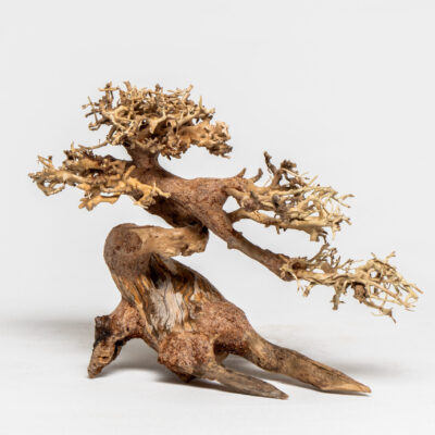 PH 057 Clow-Bonsai
