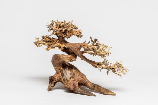 PH 057 Clow-Bonsai - Image 1