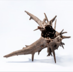 PH 019 Corbo panj, L veličina - Image 3