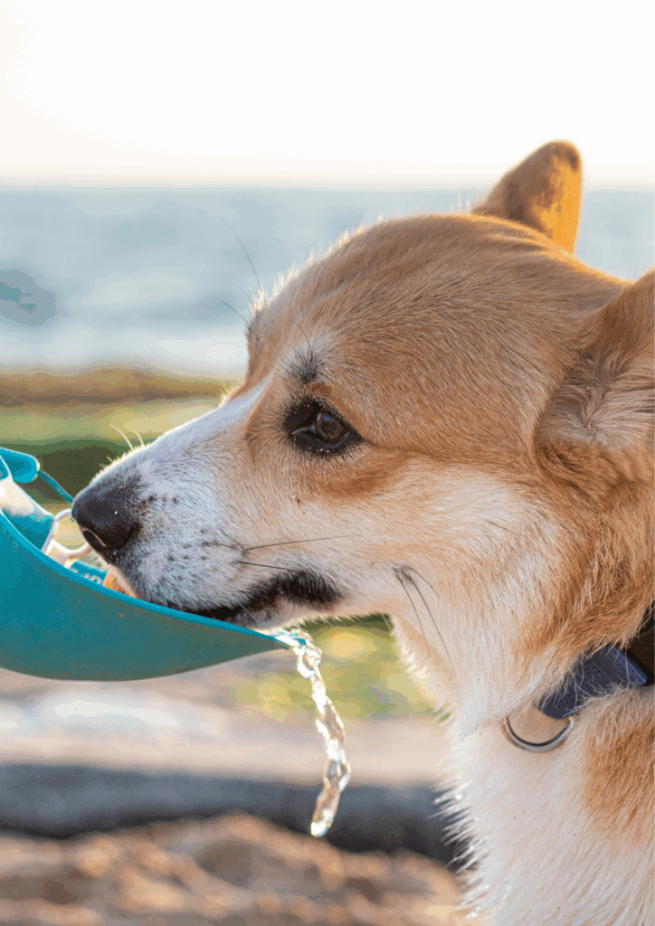Prepoznajte i spriječite pregrijavanje pasa