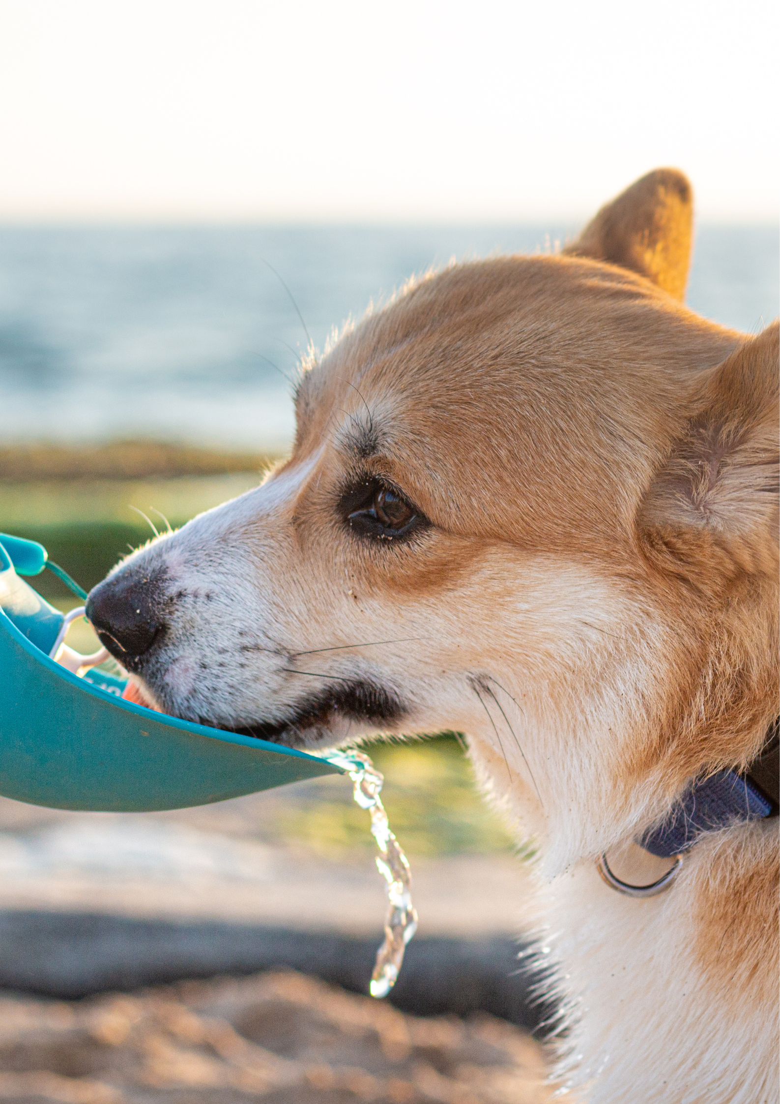 Prepoznajte i spriječite pregrijavanje pasa