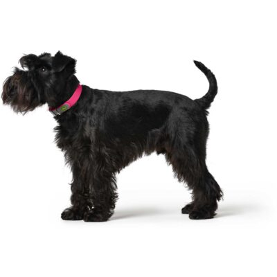 Hunter Convenience ogrlica za psa u boji maline