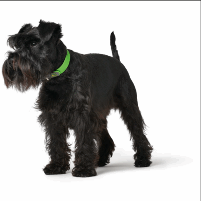 Hunter Convenience ogrlica za psa u zelenoj boji