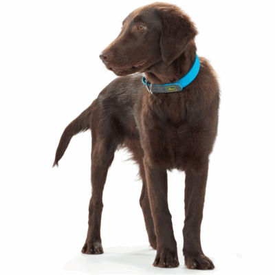 Hunter Convenience ogrlica za psa u plavoj boji