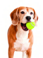 Interaktivna igra za pse - Image 5